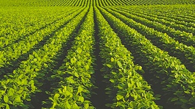 Lo que tienen para decir los fungicidas y biológicos en soja