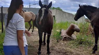 32 municipios confirmaron casos de Encefalitis Equina en humanos en PBA