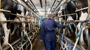 La producción de leche comenzó el año con una caída de 12,6%