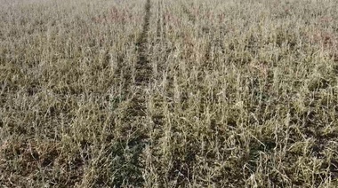 Solicitarán la emergencia agropecuaria en 9 de Julio