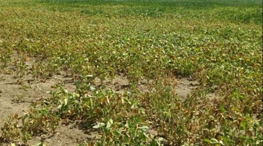 Provincia exige a Nación la emergencia agropecuaria en 39 distritos