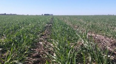 Sigue la bronca: "el congelamiento del inmobiliario rural es para la tribuna"