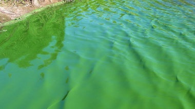 Un municipio de la cuarta con alerta roja por cianobacterias
