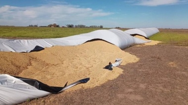Robaron 20 toneladas de soja de un campo del partido de Chacabuco