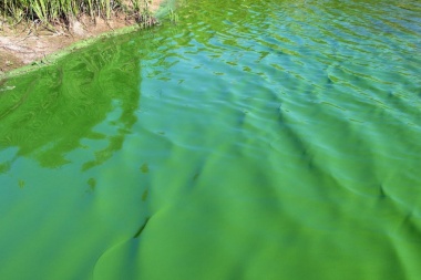 Elevan niveles de alerta por cianobacterias en lagunas bonaerenses