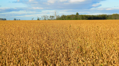 “La baja de retenciones solo benefició a exportadores”, criticó Carbap