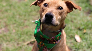 Lanzan el programa “Adopción Responsable de Mascotas” en Chacabuco