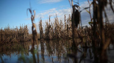 Agro en vilo: Estiman cosecha buena de trigo y alerta por el futuro "déficit" de lluvias en la región