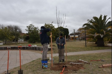 Trenque Lauquen, entre los 15 municipios que más árboles plantó en 2024
