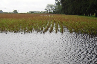 Piden la emergencia o desastre agropecuario por inundaciones en la cuarta