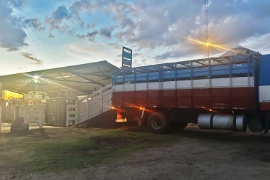 Ameghino reduce un 50% la tasa de guías para el transporte de ganado