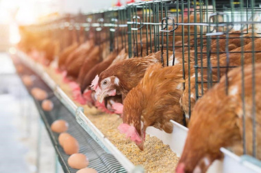 Influenza aviar: confirman caso positivo de aves comerciales en Los Toldos