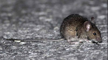 Hantavirus: situación epidemiológica y medidas de prevención en la Región Sanitaria III