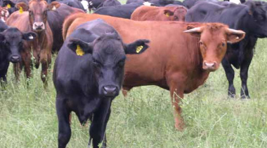 Denuncian el robo de 52 terneros valuados en unos US$50.000 de un campo de Lincoln