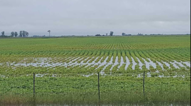 El INTA advirtió por el impacto de las napas altas y los suelos saturados en la región