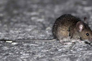 Hantavirus: situación epidemiológica y medidas de prevención en la Región Sanitaria III